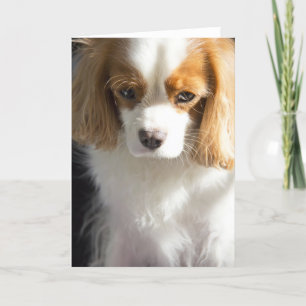 Cavalier King Charles Spaniel Card Karte