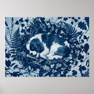 Cavalier King Charles Spaniel Cyanotypie Botanisch Poster