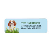 Cavalier King Charles Spaniel Daffodil Garden (Vorne)