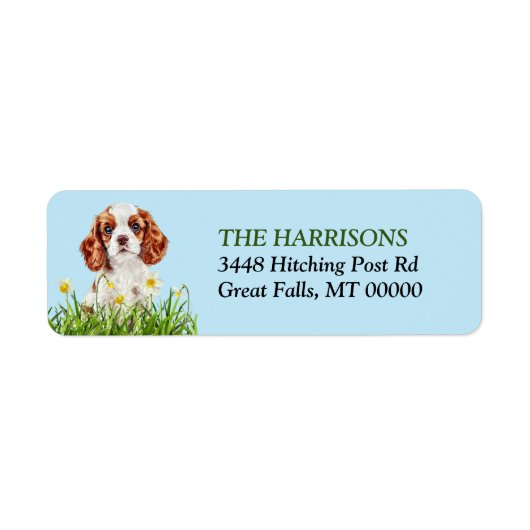 Cavalier King Charles Spaniel Daffodil Garden (Vorne)