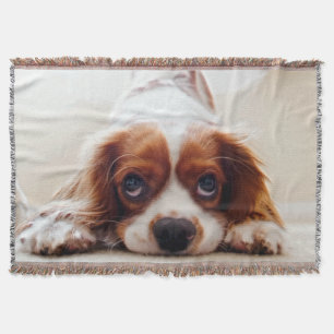 Cavalier King Charles Spaniel Decke