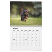 Cavalier King Charles Spaniel Dog Calendar Kalender (Mär 2027)
