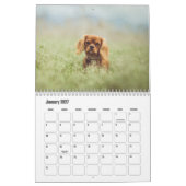 Cavalier King Charles Spaniel Dog Calendar Kalender (Jan 2027)