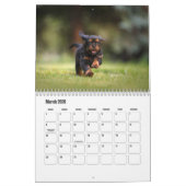Cavalier King Charles Spaniel Dog Calendar Kalender (Mär 2026)