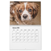 Cavalier King Charles Spaniel Dog Calendar Kalender (Feb 2026)
