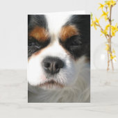 Cavalier King Charles Spaniel Dog Grußkarte Karte (Gelbe Blume)