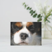 Cavalier King Charles Spaniel Dog Postcard Postkarte (Stehend Vorderseite)