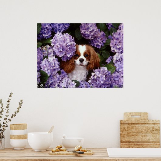 Cavalier King Charles Spaniel Dog Poster (Küche)