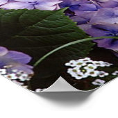 Cavalier King Charles Spaniel Dog Poster (Ecke)