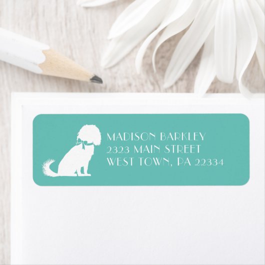 Cavalier King Charles Spaniel Dog Puppy (Insitu)