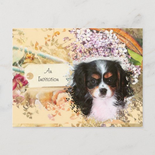 Cavalier King Charles Spaniel Einladungspostkarte (Vorderseite)