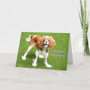 Cavalier King Charles Spaniel Erholung Card Karte