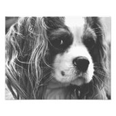 Cavalier King Charles Spaniel Fotodruck (Vorne)