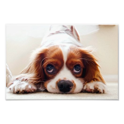 Cavalier King Charles Spaniel Fotodruck (Vorne)