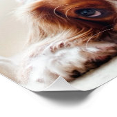 Cavalier King Charles Spaniel Fotodruck (Ecke)