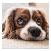 Cavalier king charles spaniel fotodruck (Vorne)