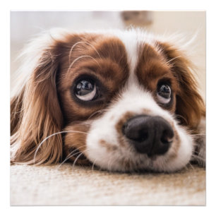 Cavalier king charles spaniel fotodruck