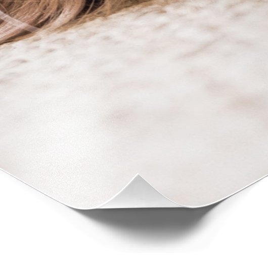 Cavalier king charles spaniel fotodruck (Ecke)