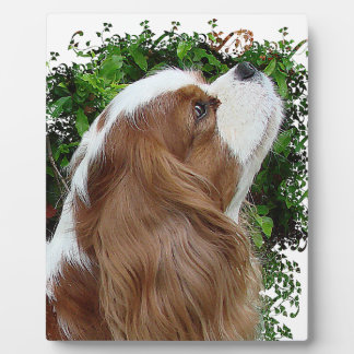 Cavalier King Charles Spaniel Fotoplatte