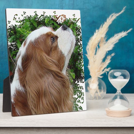 Cavalier King Charles Spaniel Fotoplatte (Seite)