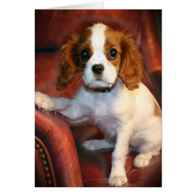 Cavalier King Charles Spaniel Geschenke & Bekleidu (Vorne)