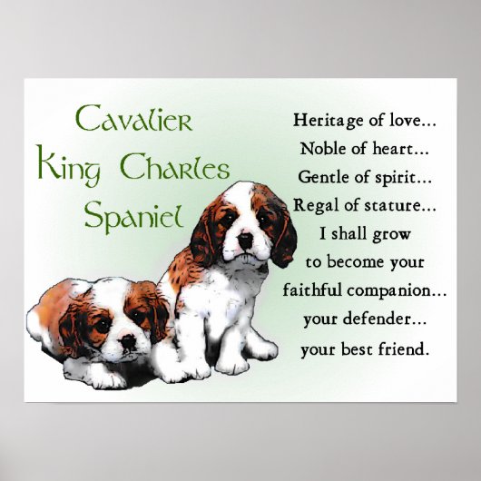 Cavalier King Charles Spaniel Gifts Poster (Vorne)