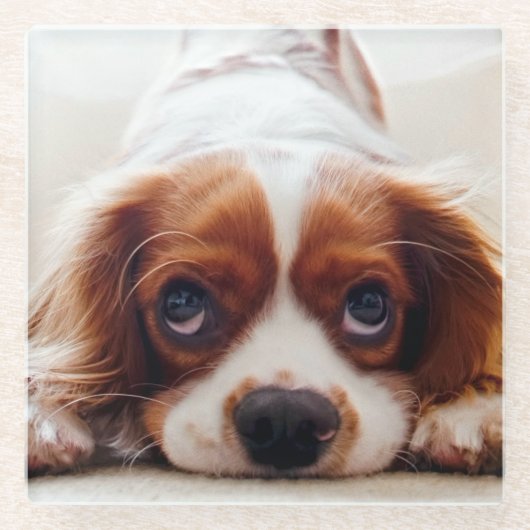 Cavalier King Charles Spaniel Glasuntersetzer (Vorderseite)