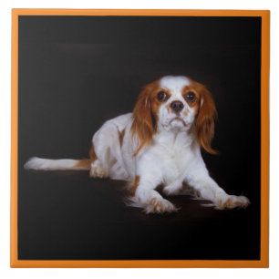Cavalier King Charles Spaniel, Haustier-Liebe, KEE Fliese