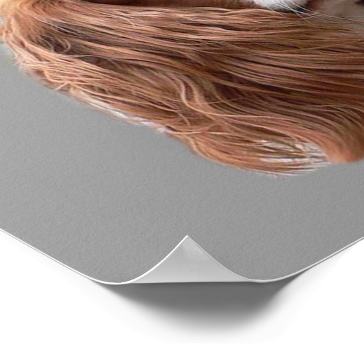 Cavalier King Charles Spaniel Hübsch Girls Print Poster (Ecke)