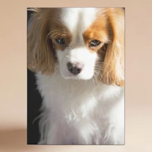 Cavalier King Charles Spaniel Hundeliebhaber Blank Karte