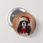 Cavalier King Charles Spaniel in rotem Hut von San Button (Vorne & Hinten)