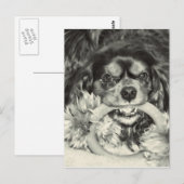 Cavalier King Charles Spaniel Kauknochen Postkarte (Vorne/Hinten)