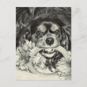 Cavalier King Charles Spaniel Kauknochen Postkarte