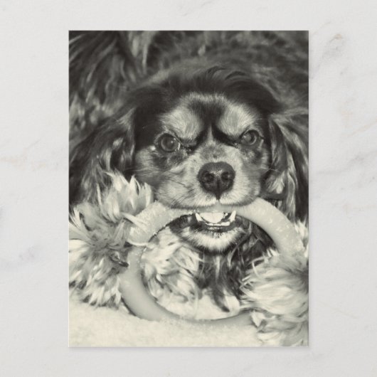 Cavalier King Charles Spaniel Kauknochen Postkarte (Vorderseite)
