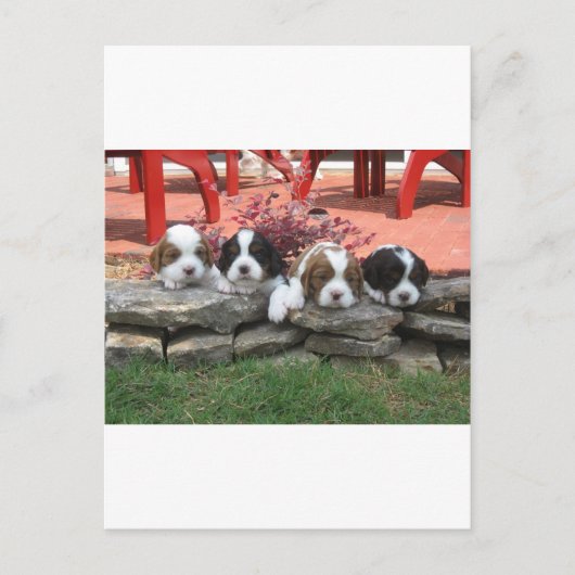 Cavalier King Charles Spaniel Litter Postkarte (Vorderseite)