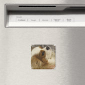 Cavalier King Charles Spaniel Magnet (In Situ (Geschirrspüler))