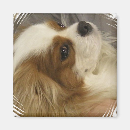 Cavalier King Charles Spaniel Magnet (Vorne)