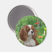 Cavalier King Charles Spaniel Magnet (Vorderseite/Rückseite)