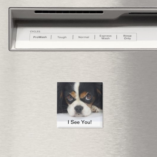 Cavalier King Charles Spaniel Magnet Tri (In Situ (Geschirrspüler))