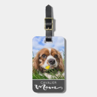 Cavalier King Charles Spaniel Mama Dog's Foto