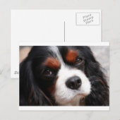 Cavalier King Charles Spaniel Mama Postkarte (Vorne/Hinten)