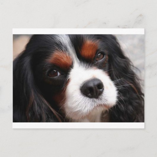 Cavalier King Charles Spaniel Mama Postkarte (Vorderseite)