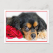 Cavalier King Charles Spaniel mit einer Rose Postk Postkarte (Vorderseite)