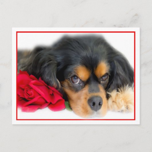 Cavalier King Charles Spaniel mit einer Rose Postk Postkarte (Vorderseite)