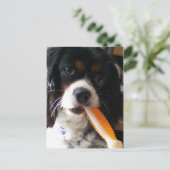 Cavalier King Charles Spaniel mit Knochen Postkarte (Stehend Vorderseite)
