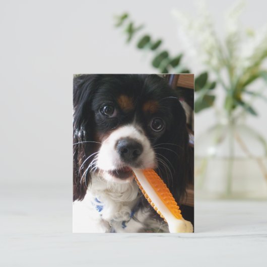Cavalier King Charles Spaniel mit Knochen Postkarte (Stehend Vorderseite)