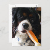 Cavalier King Charles Spaniel mit Knochen Postkarte (Vorne/Hinten)