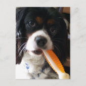 Cavalier King Charles Spaniel mit Knochen Postkarte (Vorderseite)