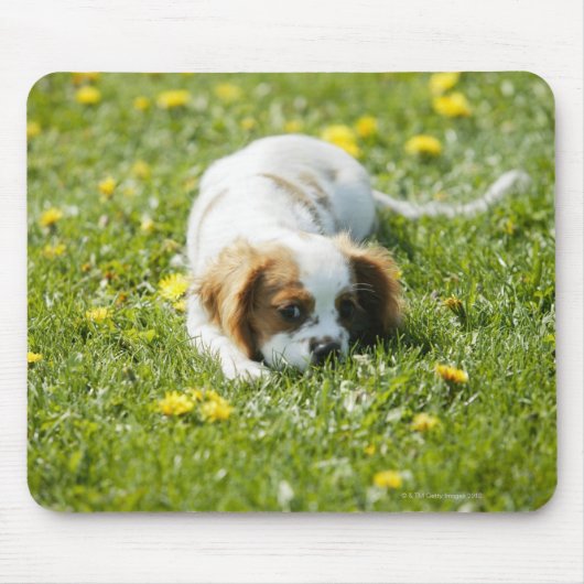 Cavalier King Charles Spaniel Mousepad (Vorne)