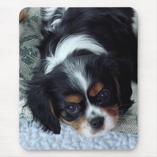 Cavalier King Charles Spaniel Mousepad (Vorne)